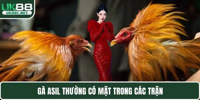 Đá Gà C1 Thomo - Những Quy Tắc Và Chiến Kê Phổ Biến