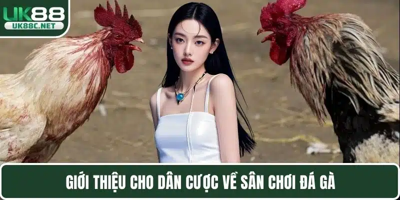 Các Dòng Gà Đá - Sàn Đấu Chiến Kê Trực Tuyến Hàng Đầu