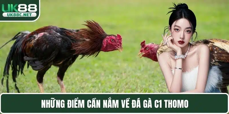 Đá Gà C1 Thomo - Những Quy Tắc Và Chiến Kê Phổ Biến
