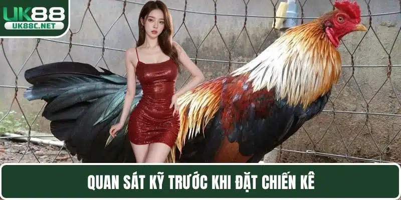 Đá Gà UK88 Mang Đến Các Trận Chọi Kê Đẳng Cấp Nhất