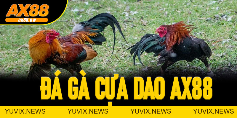 Đá Gà Cựa Dao Ax88 - Sảnh Cá Cược Trực Tuyến Đỉnh Cao Nhất Hiện Nay - ax88.pw