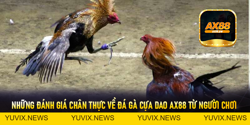Đá Gà Cựa Dao Ax88 - Sảnh Cá Cược Trực Tuyến Đỉnh Cao Nhất Hiện Nay - ax88.pw