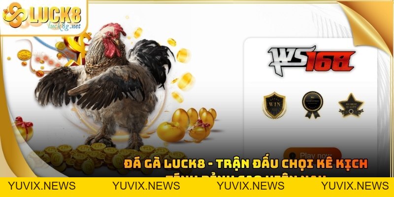 Đá Gà Luck8 - Trận Đấu Chọi Kê Kịch Tính Đỉnh Cao Hiện Nay