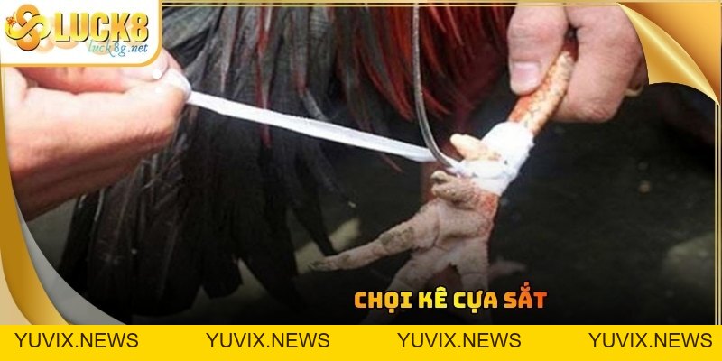 Đá Gà Luck8 - Trận Đấu Chọi Kê Kịch Tính Đỉnh Cao Hiện Nay