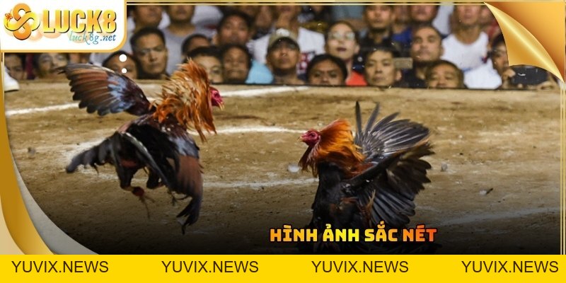Đá Gà Luck8 - Trận Đấu Chọi Kê Kịch Tính Đỉnh Cao Hiện Nay
